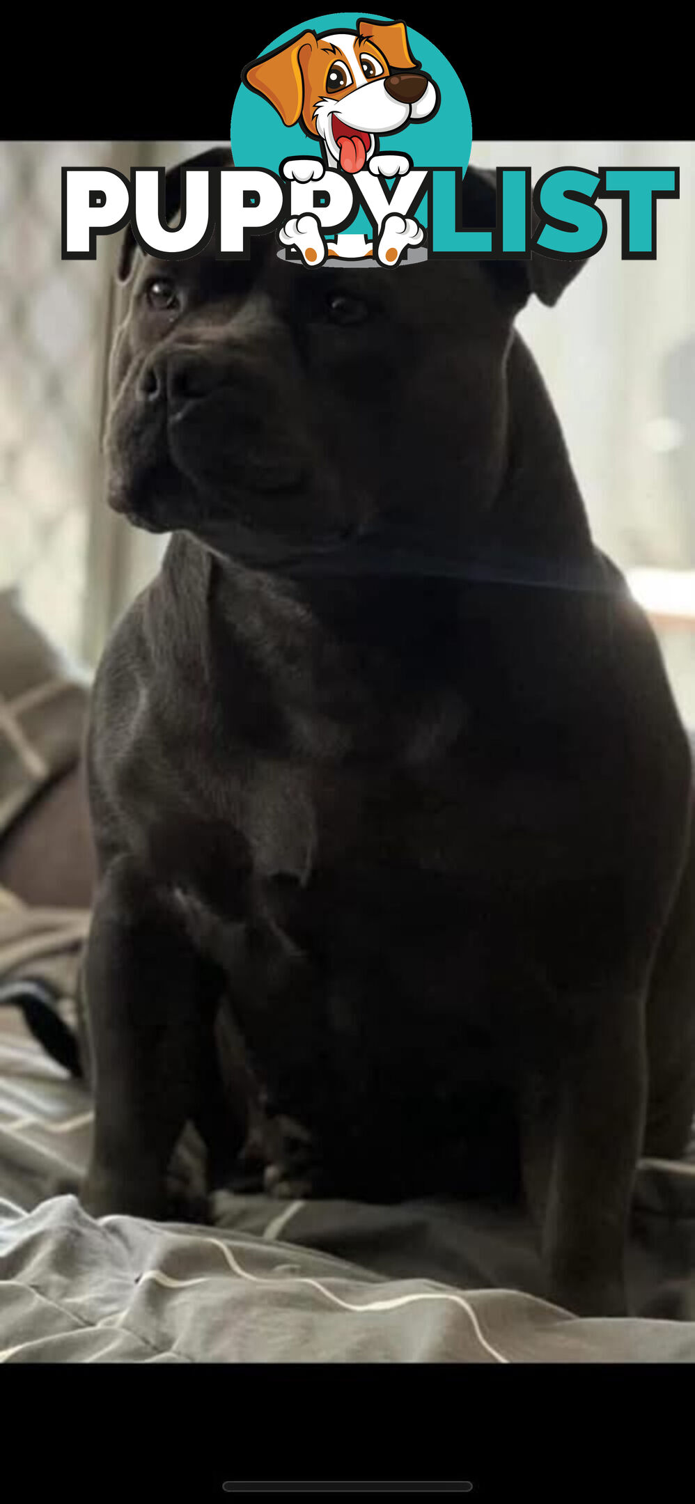 Staffordshire bull terrier