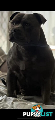 Staffordshire bull terrier
