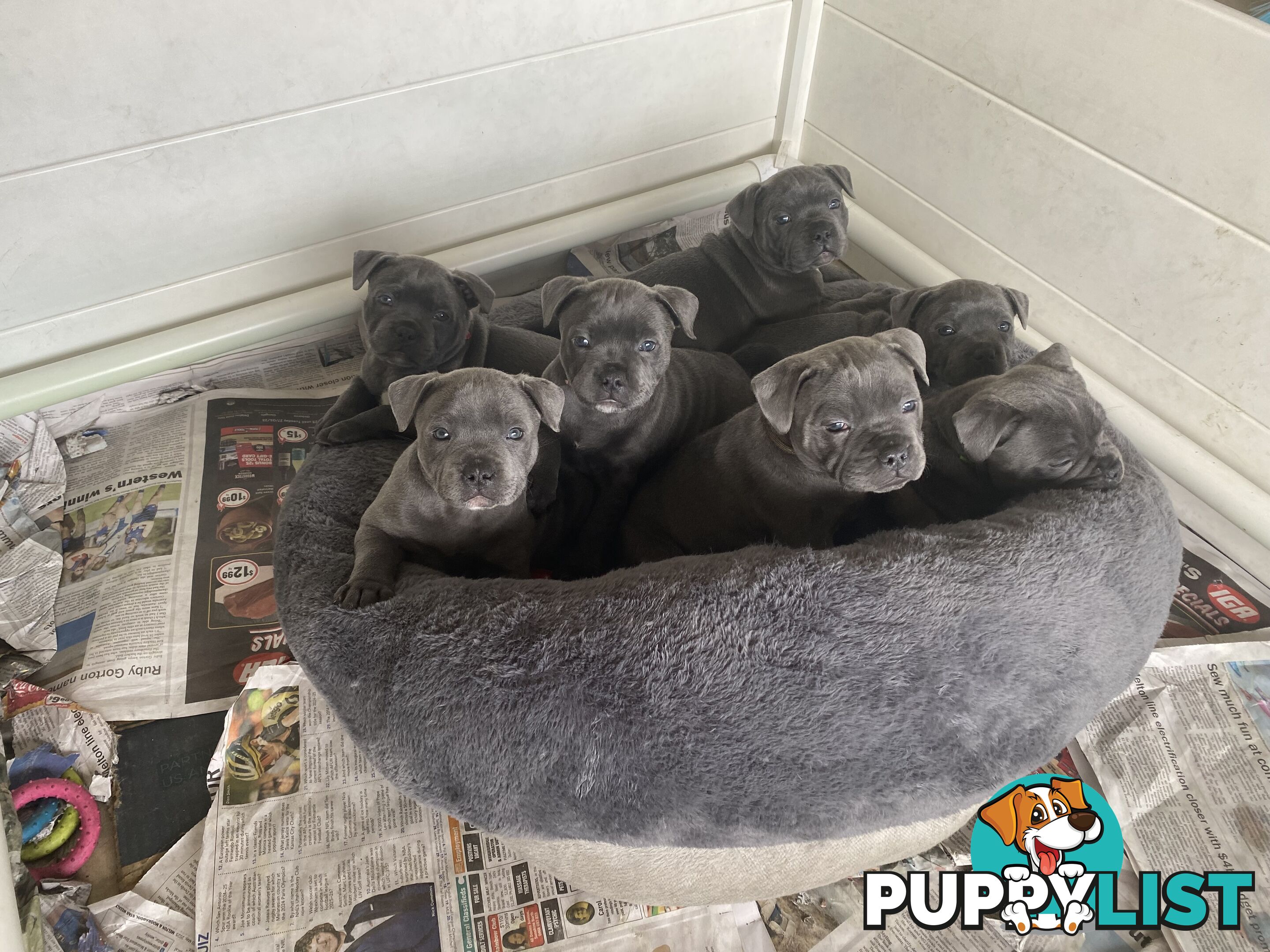 Staffordshire bull terrier