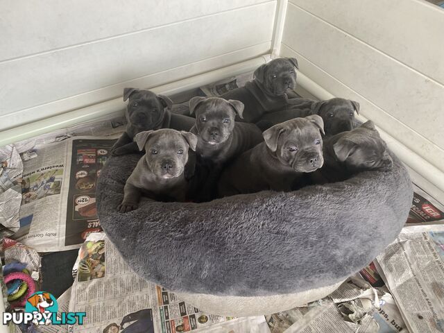 Staffordshire bull terrier
