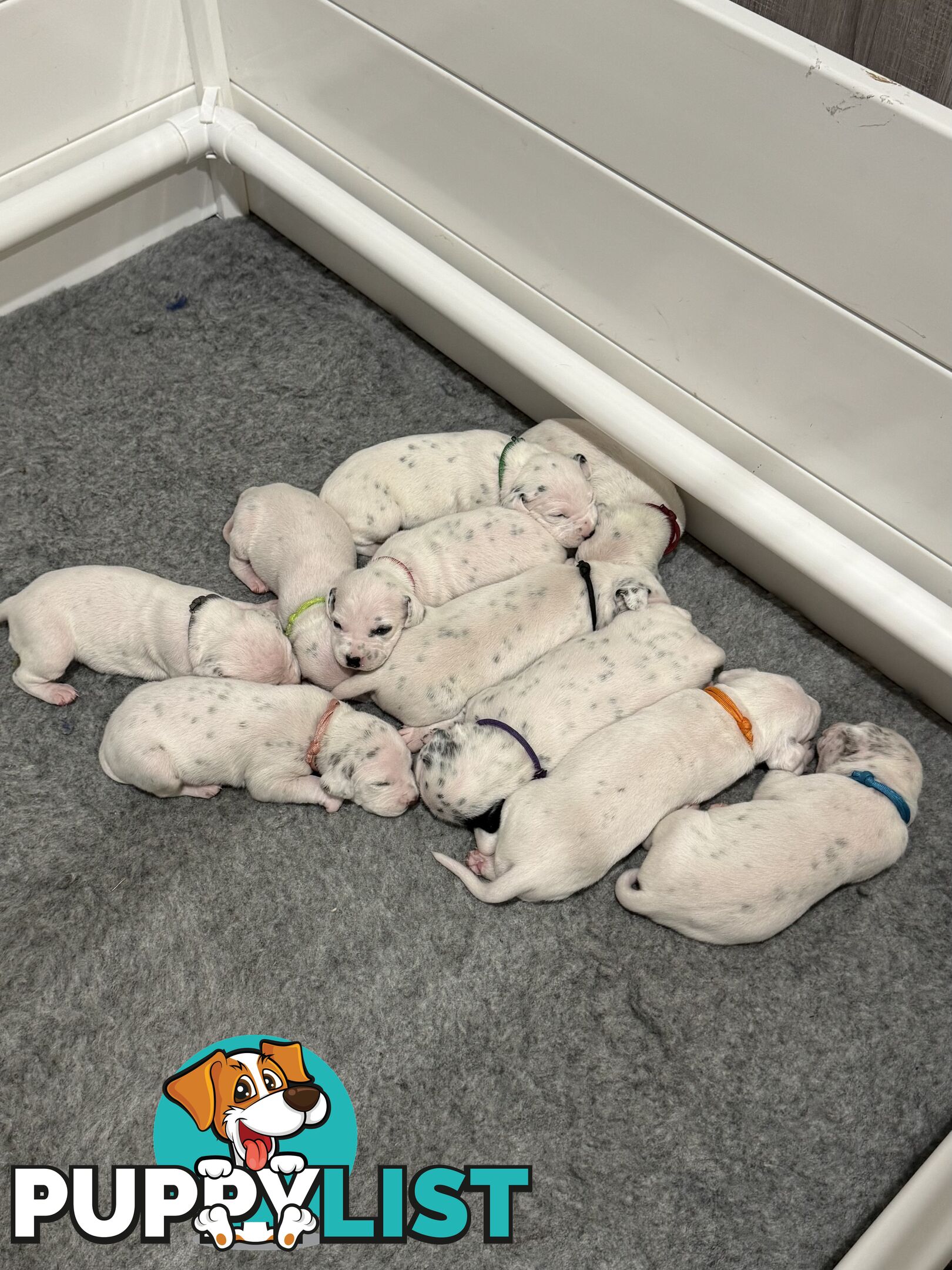 Dalmatian Puppies - Melbourne