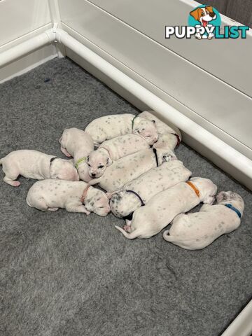 Dalmatian Puppies - Melbourne