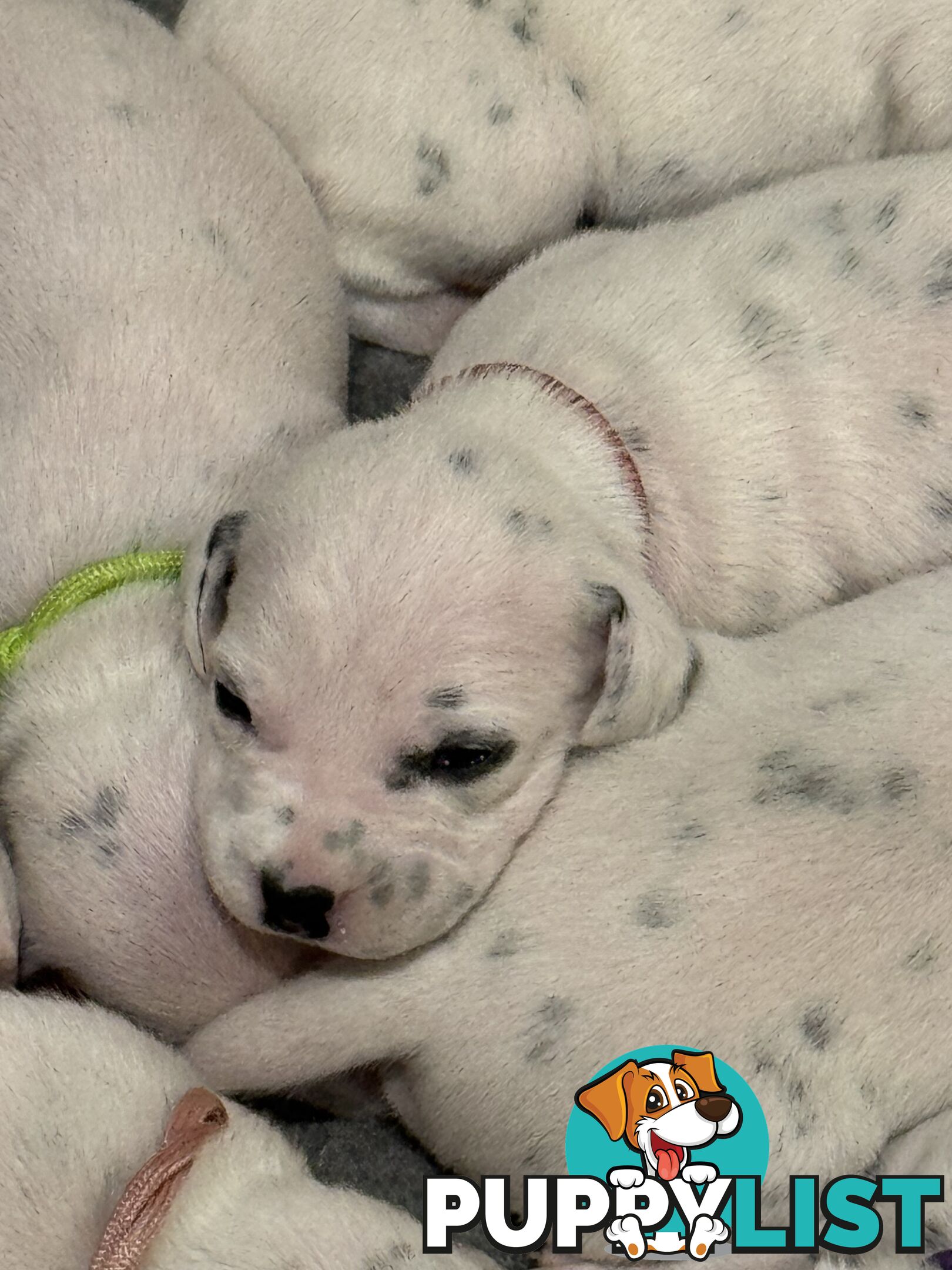 Dalmatian Puppies - Melbourne