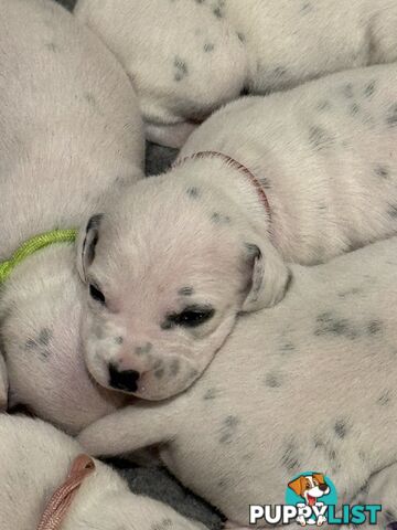 Dalmatian Puppies - Melbourne