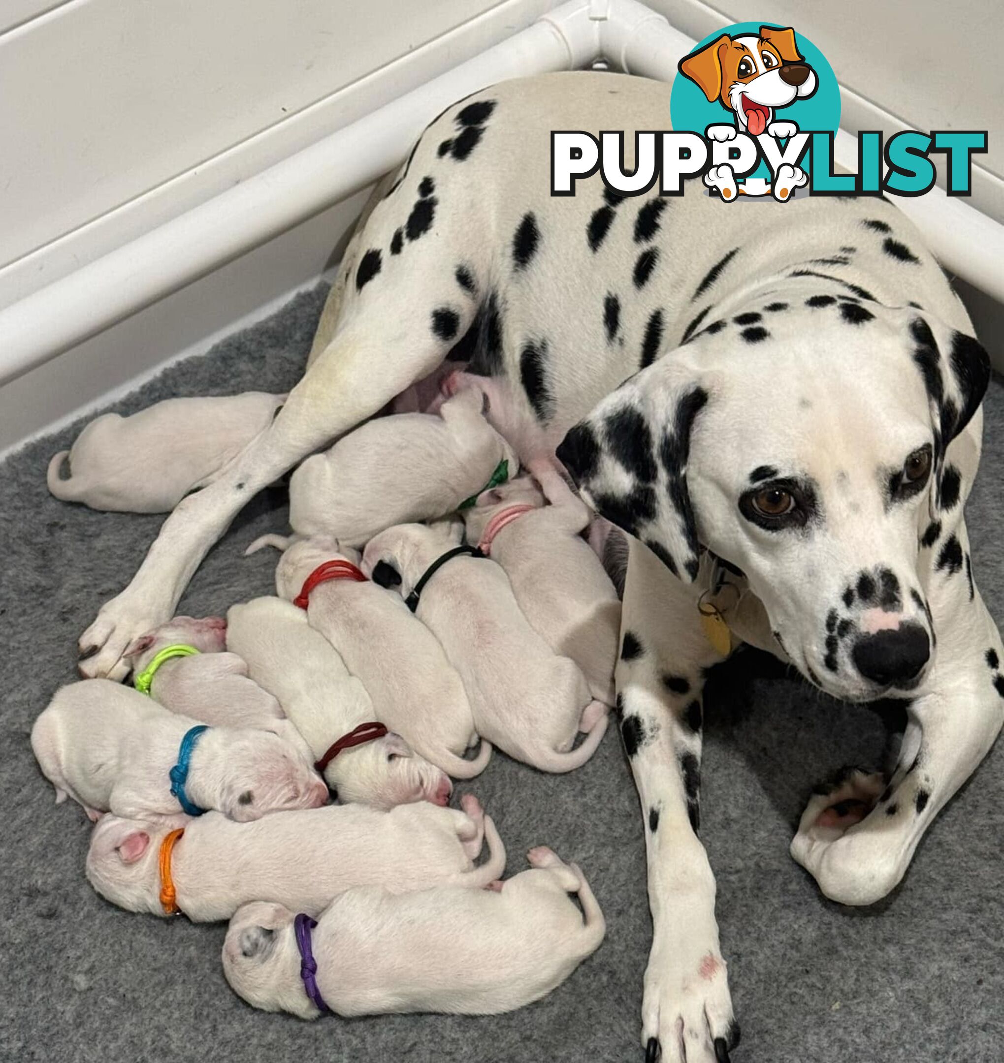 Dalmatian Puppies - Melbourne