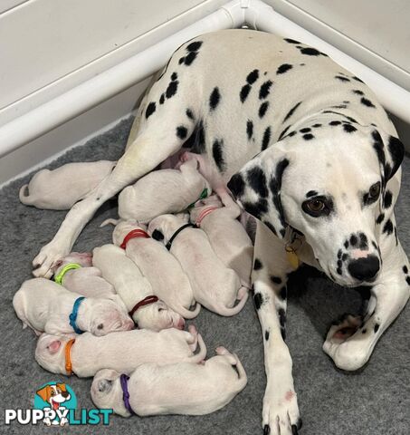 Dalmatian Puppies - Melbourne