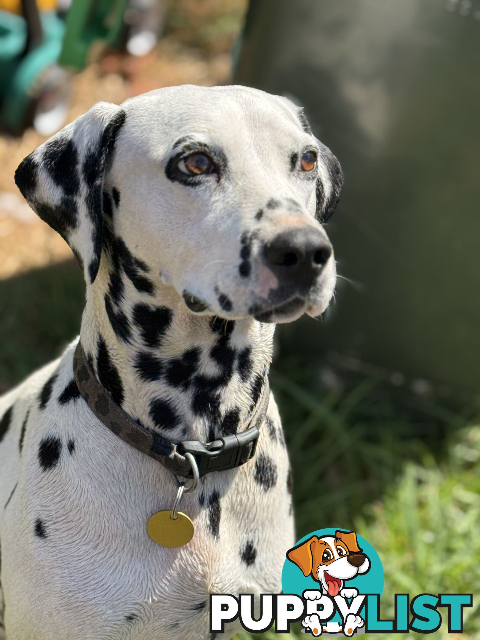 Dalmatian Puppies - Melbourne