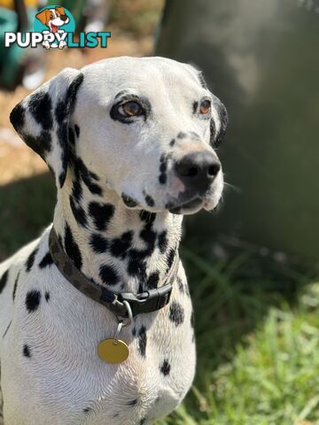 Dalmatian Puppies - Melbourne