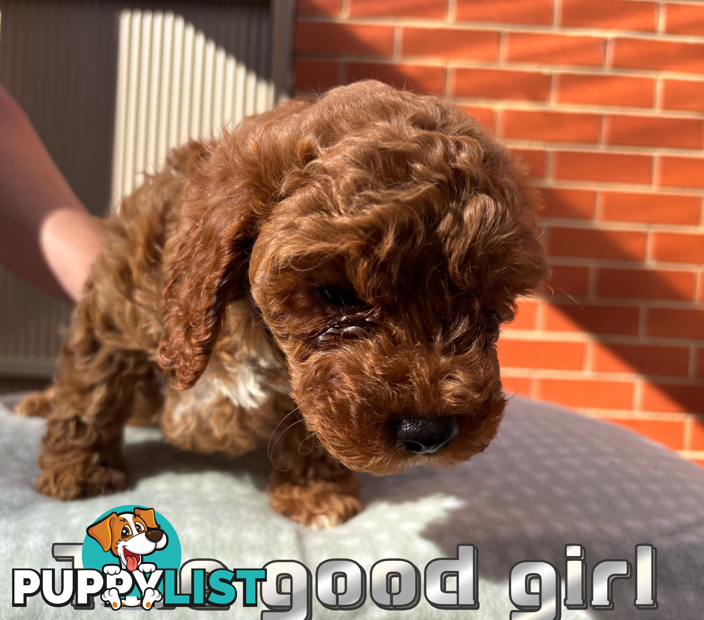 5 Adorable 8-week Red Cavoodle puppies for good home only