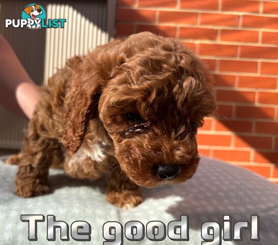 5 Adorable 8-week Red Cavoodle puppies for good home only