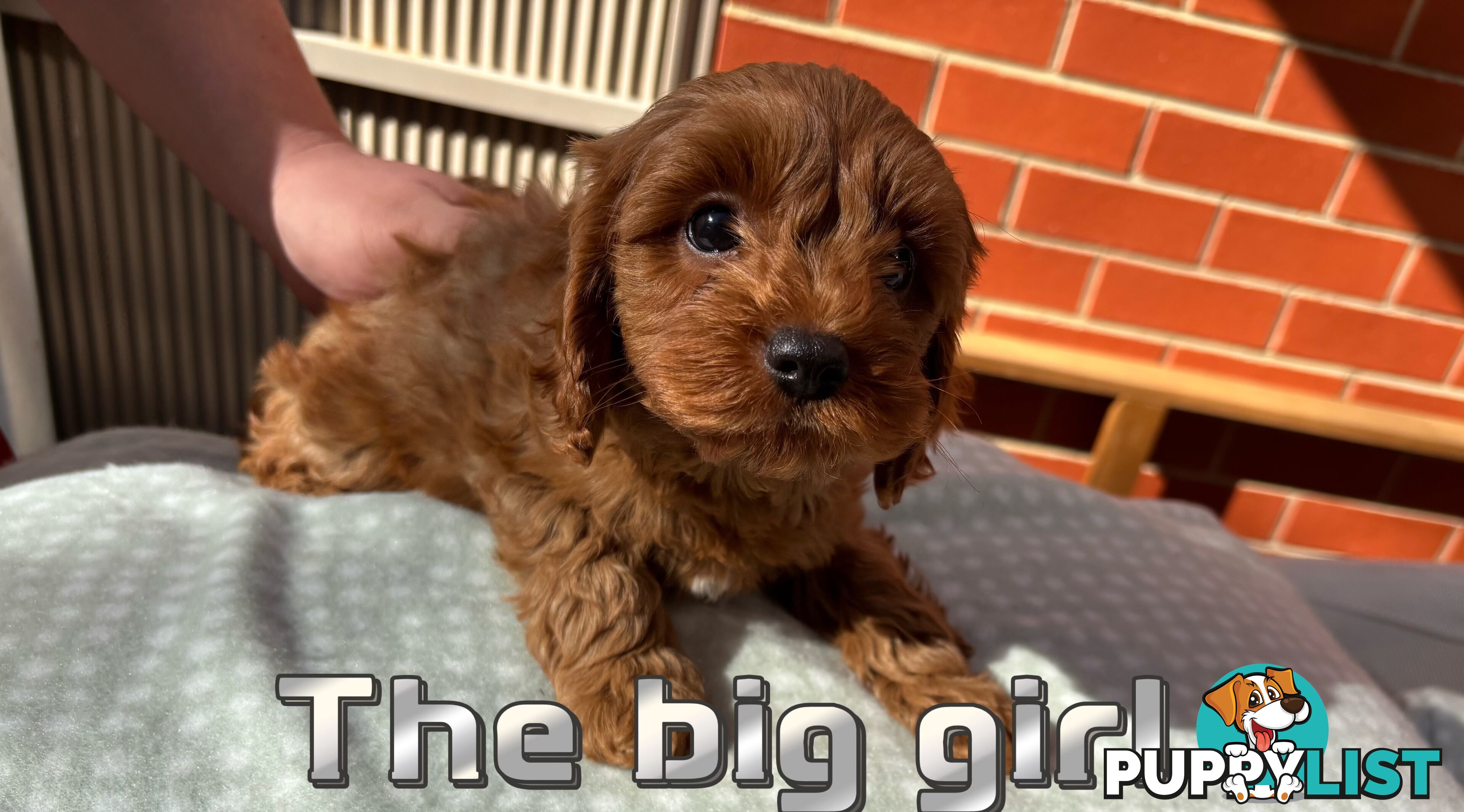 5 Adorable 8-week Red Cavoodle puppies for good home only