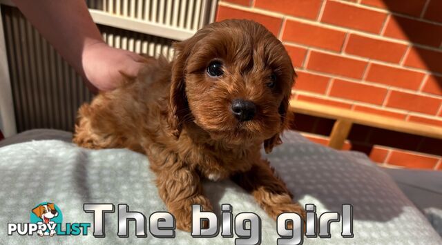 5 Adorable 8-week Red Cavoodle puppies for good home only