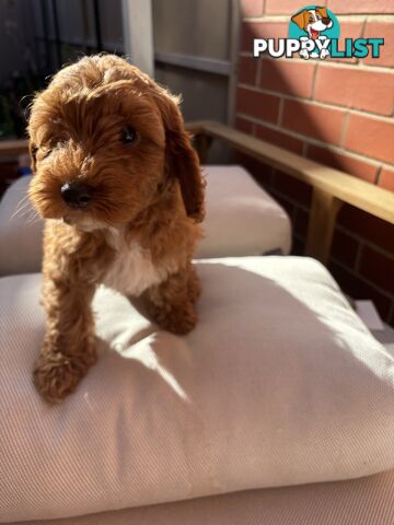 4 Adorable 8-week second gen pedigree toy cavoodles