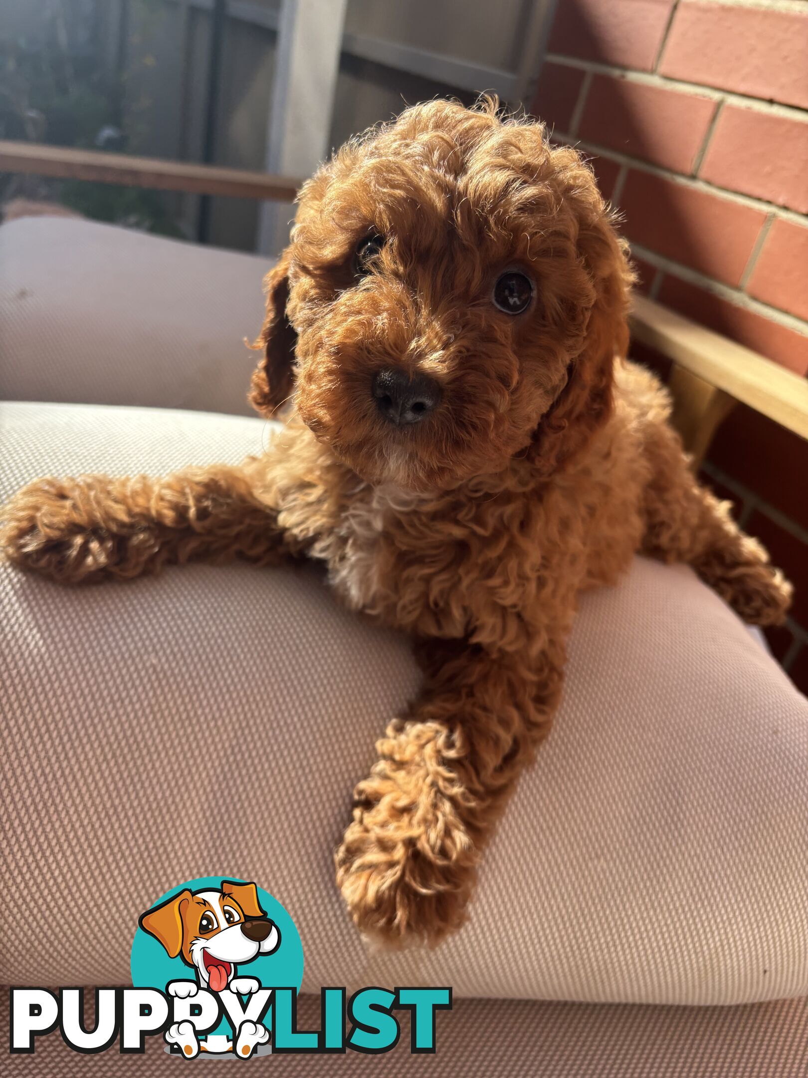 4 Adorable 8-week second gen pedigree toy cavoodles