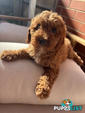 4 Adorable 8-week second gen pedigree toy cavoodles