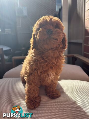 4 Adorable 8-week second gen pedigree toy cavoodles