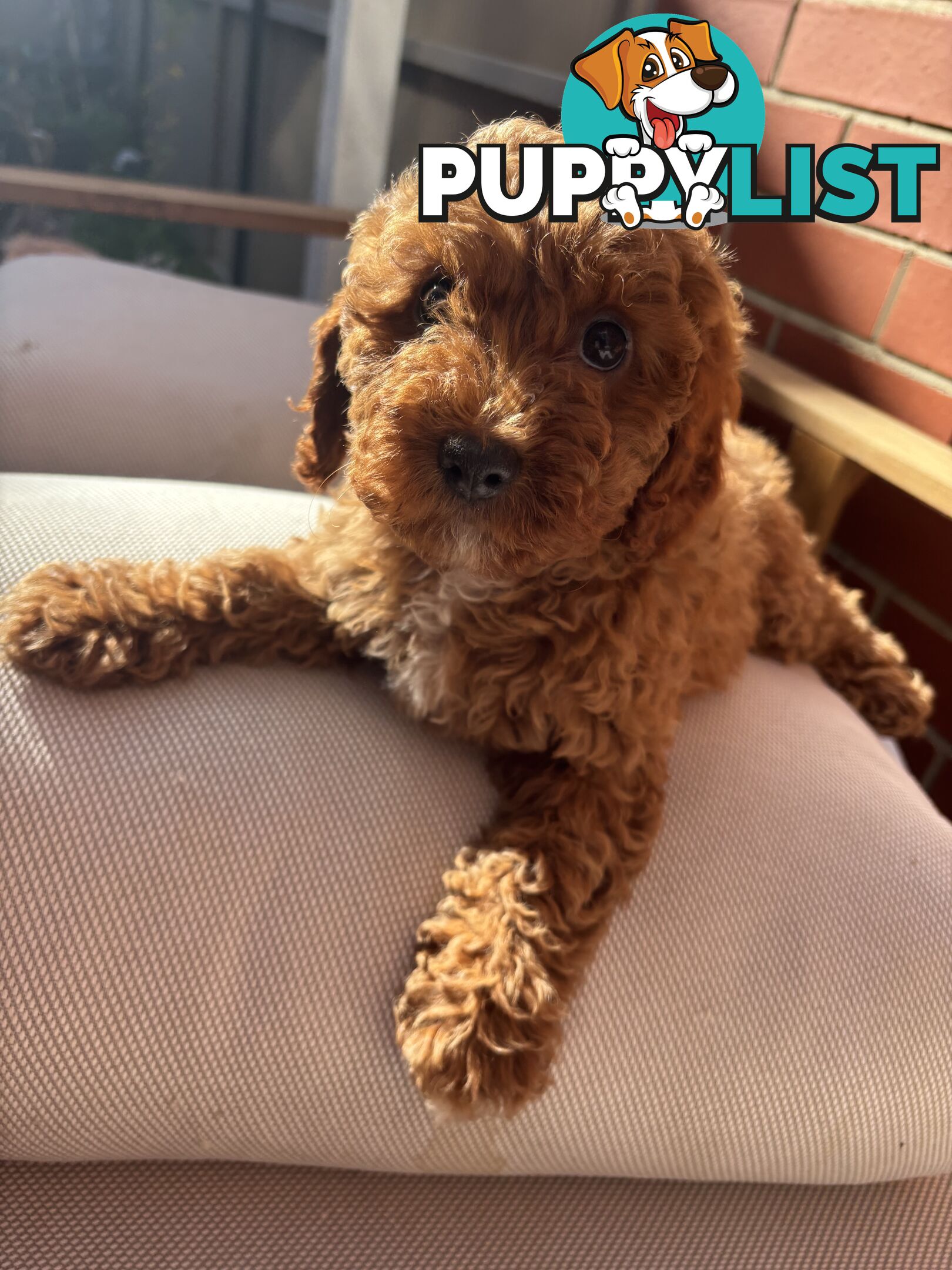 4 Adorable 8-week second gen pedigree toy cavoodles