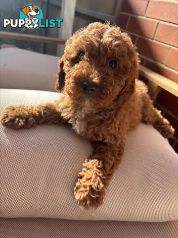 4 Adorable 8-week second gen pedigree toy cavoodles