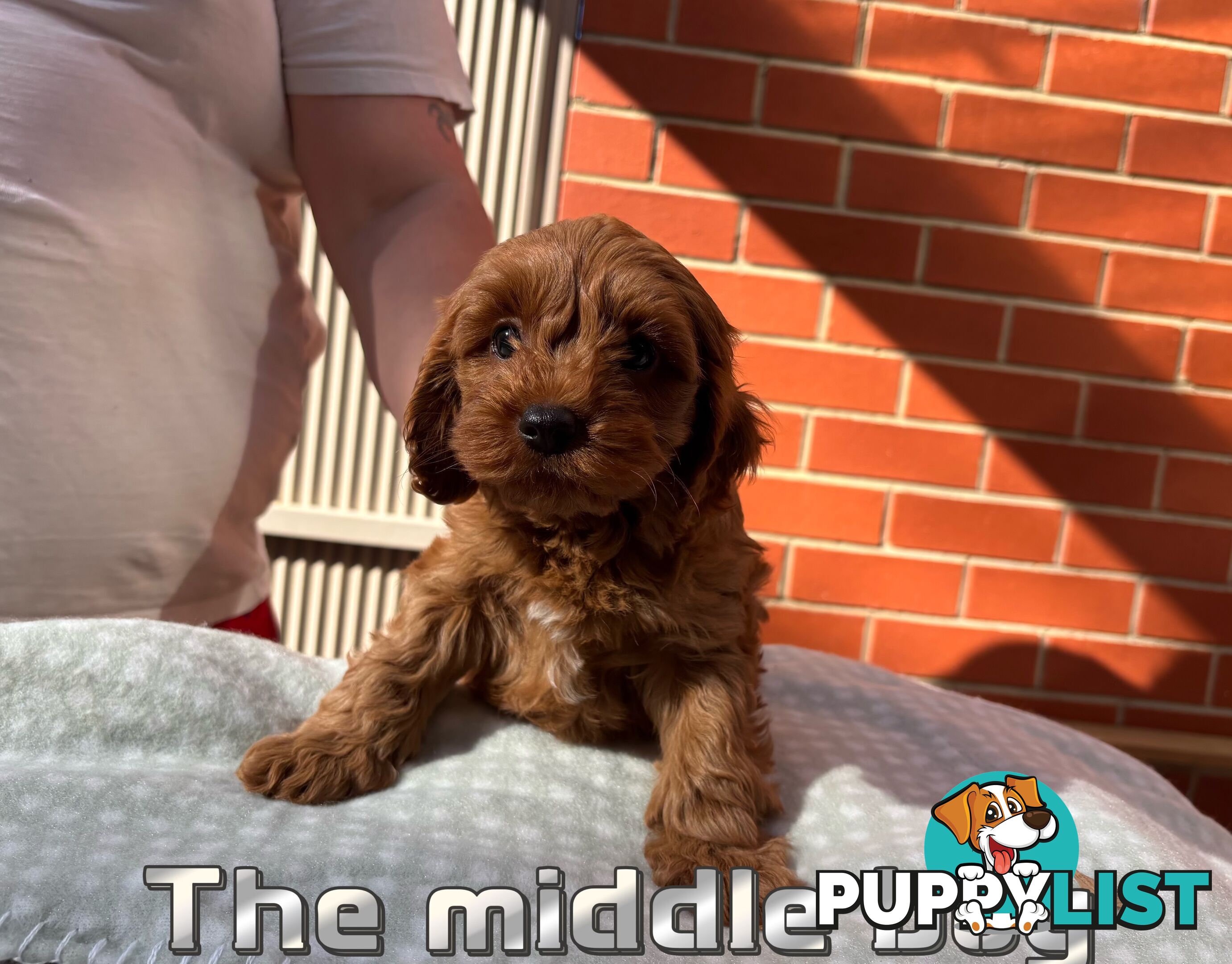 5 Adorable 8-week Red Cavoodle puppies for good home only