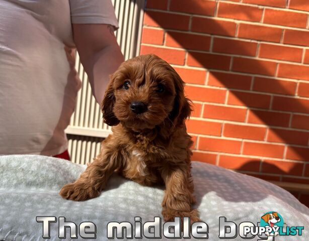 5 Adorable 8-week Red Cavoodle puppies for good home only