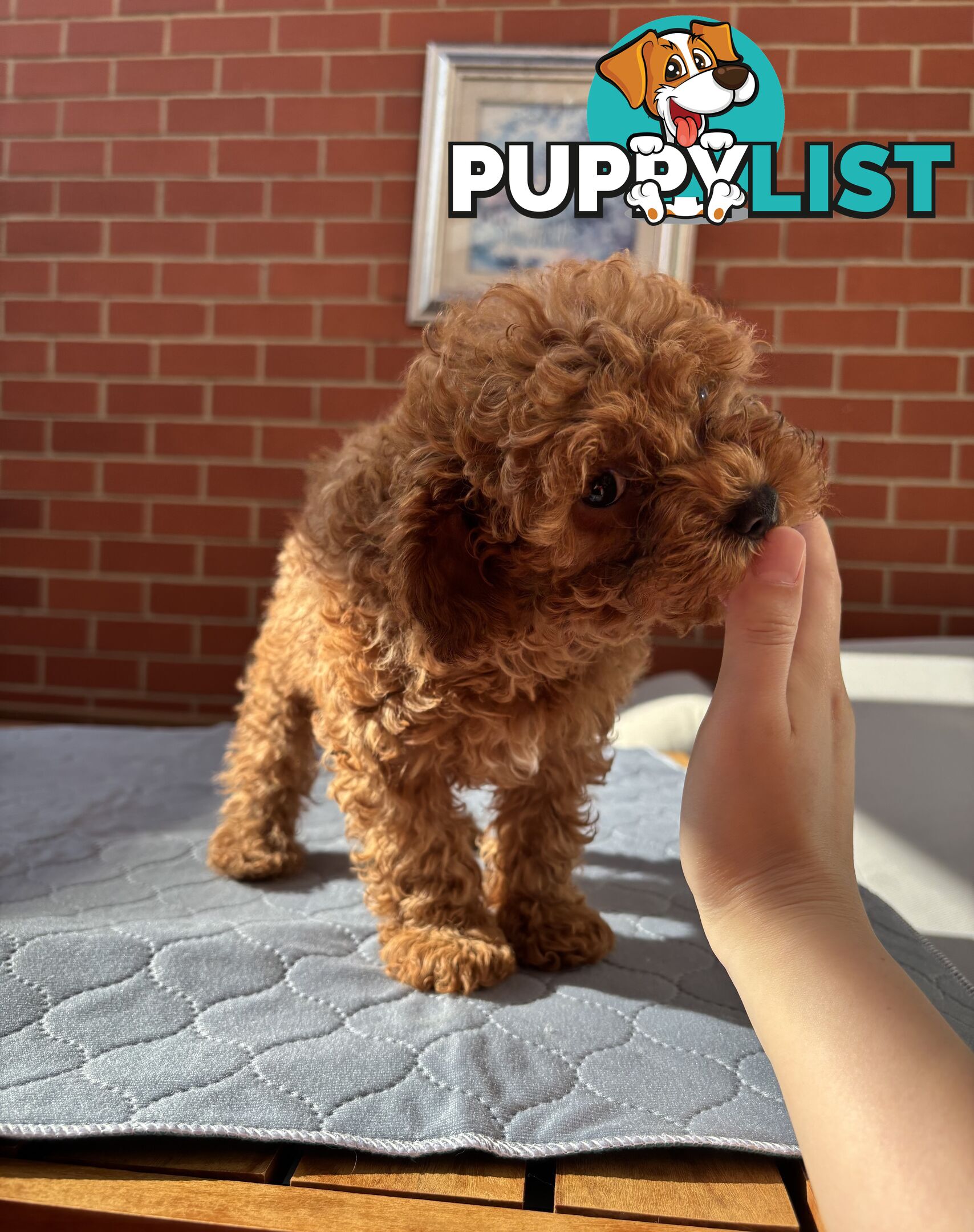 4 Adorable 8-week second gen pedigree toy cavoodles