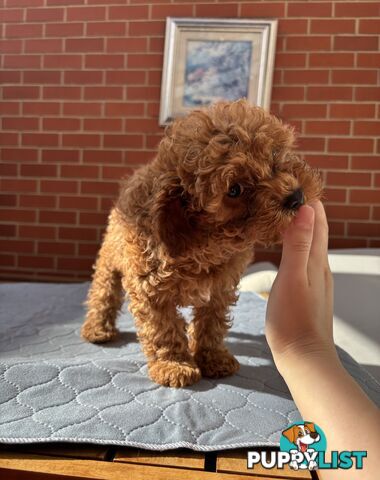 4 Adorable 8-week second gen pedigree toy cavoodles