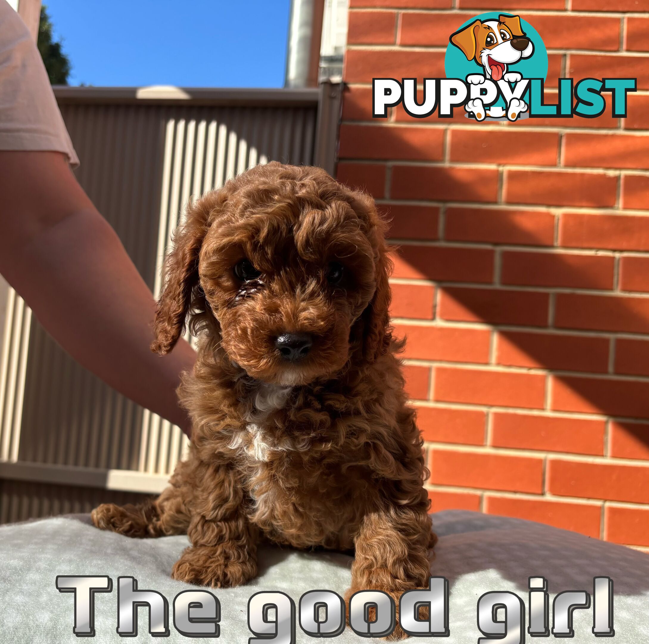 5 Adorable 8-week Red Cavoodle puppies for good home only
