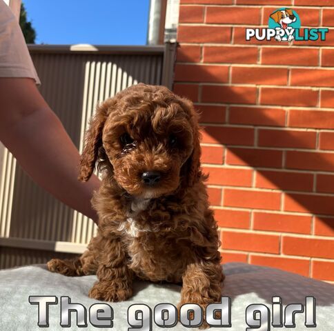 5 Adorable 8-week Red Cavoodle puppies for good home only