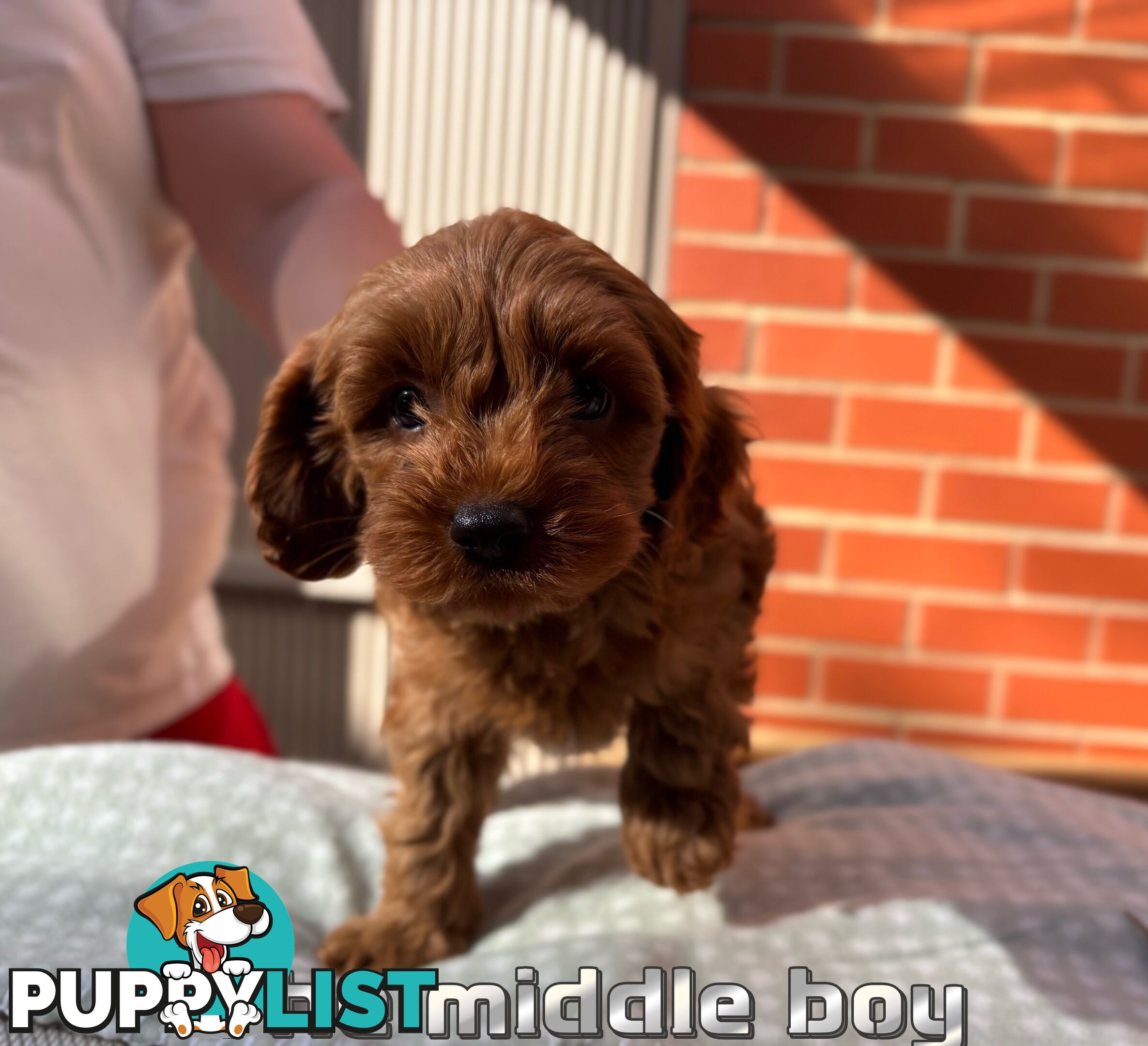 5 Adorable 8-week Red Cavoodle puppies for good home only