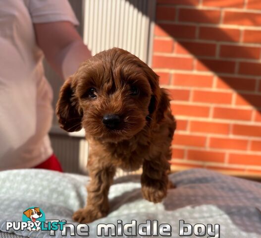 5 Adorable 8-week Red Cavoodle puppies for good home only