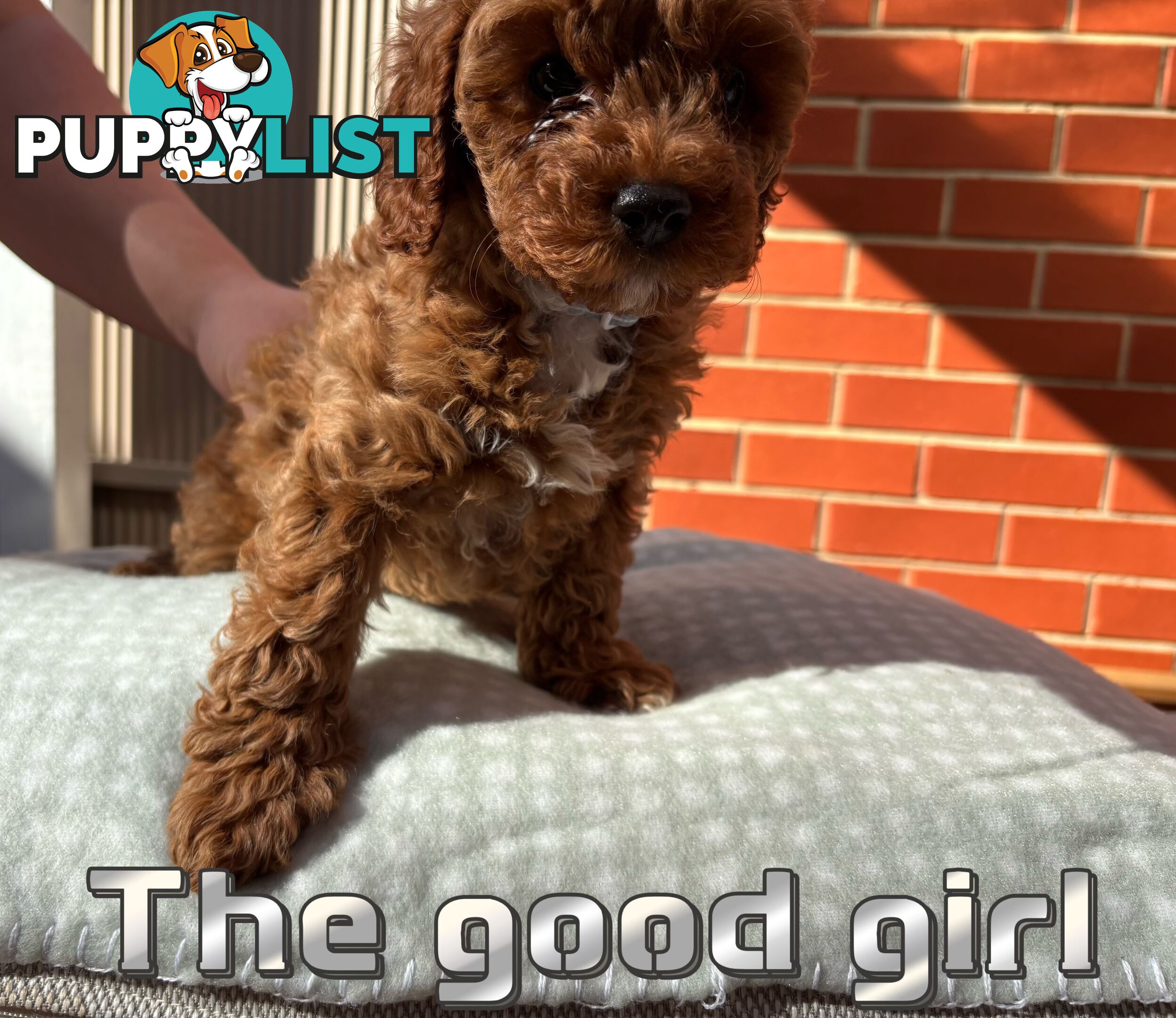 5 Adorable 8-week Red Cavoodle puppies for good home only