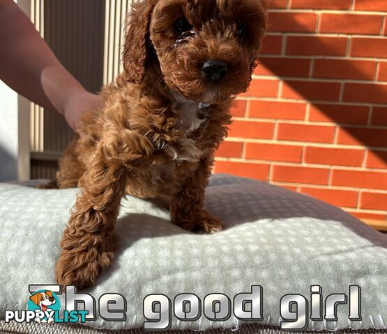5 Adorable 8-week Red Cavoodle puppies for good home only