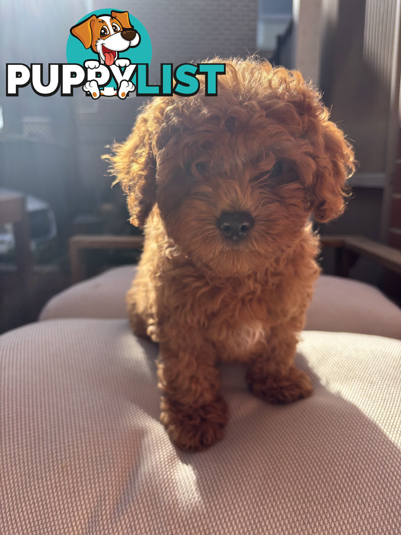 4 Adorable 8-week second gen pedigree toy cavoodles