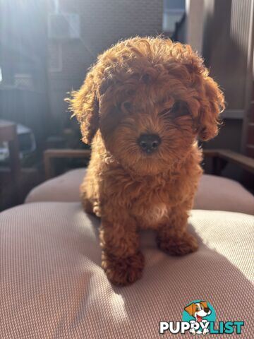 4 Adorable 8-week second gen pedigree toy cavoodles