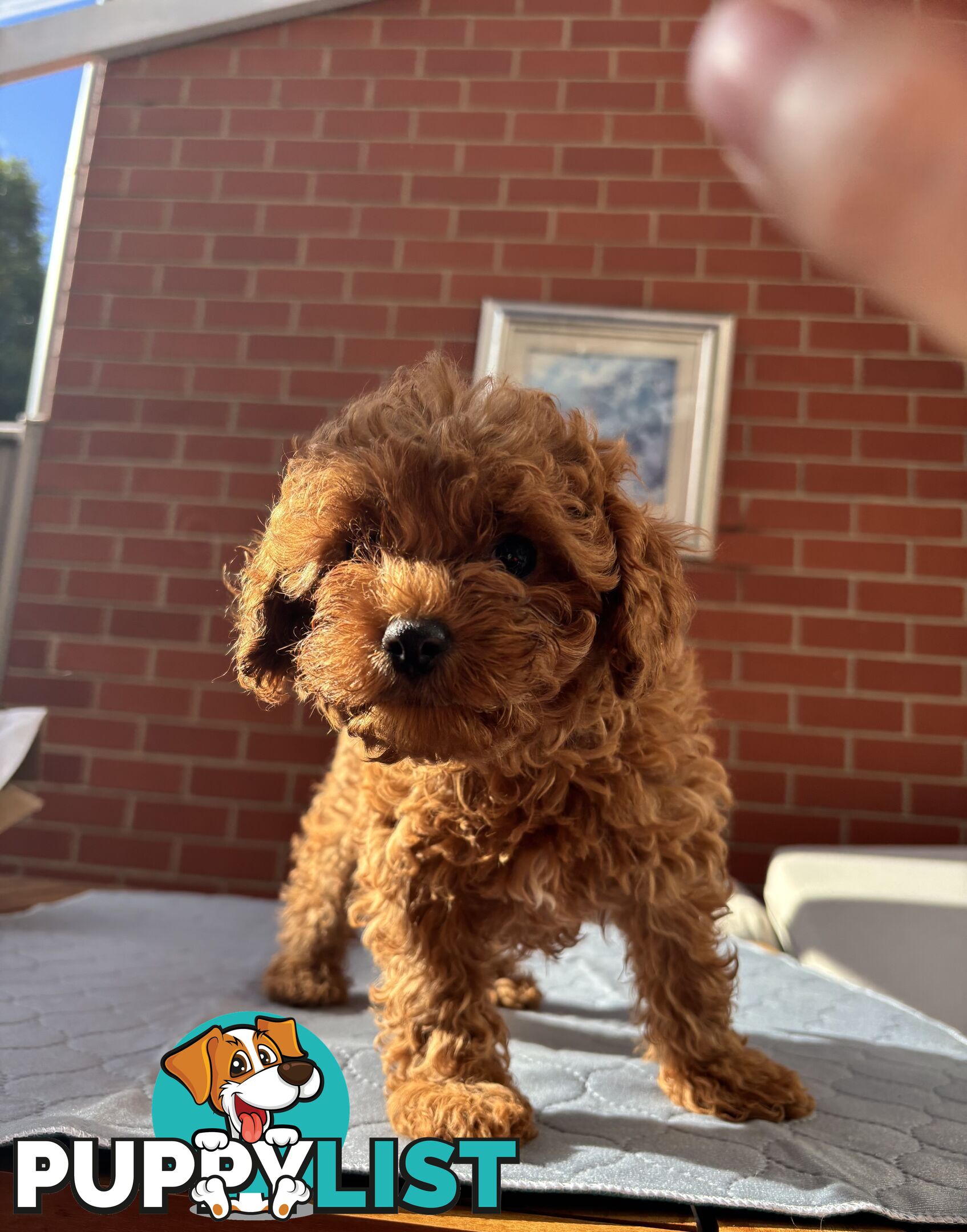 4 Adorable 8-week second gen pedigree toy cavoodles
