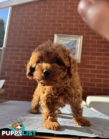 4 Adorable 8-week second gen pedigree toy cavoodles
