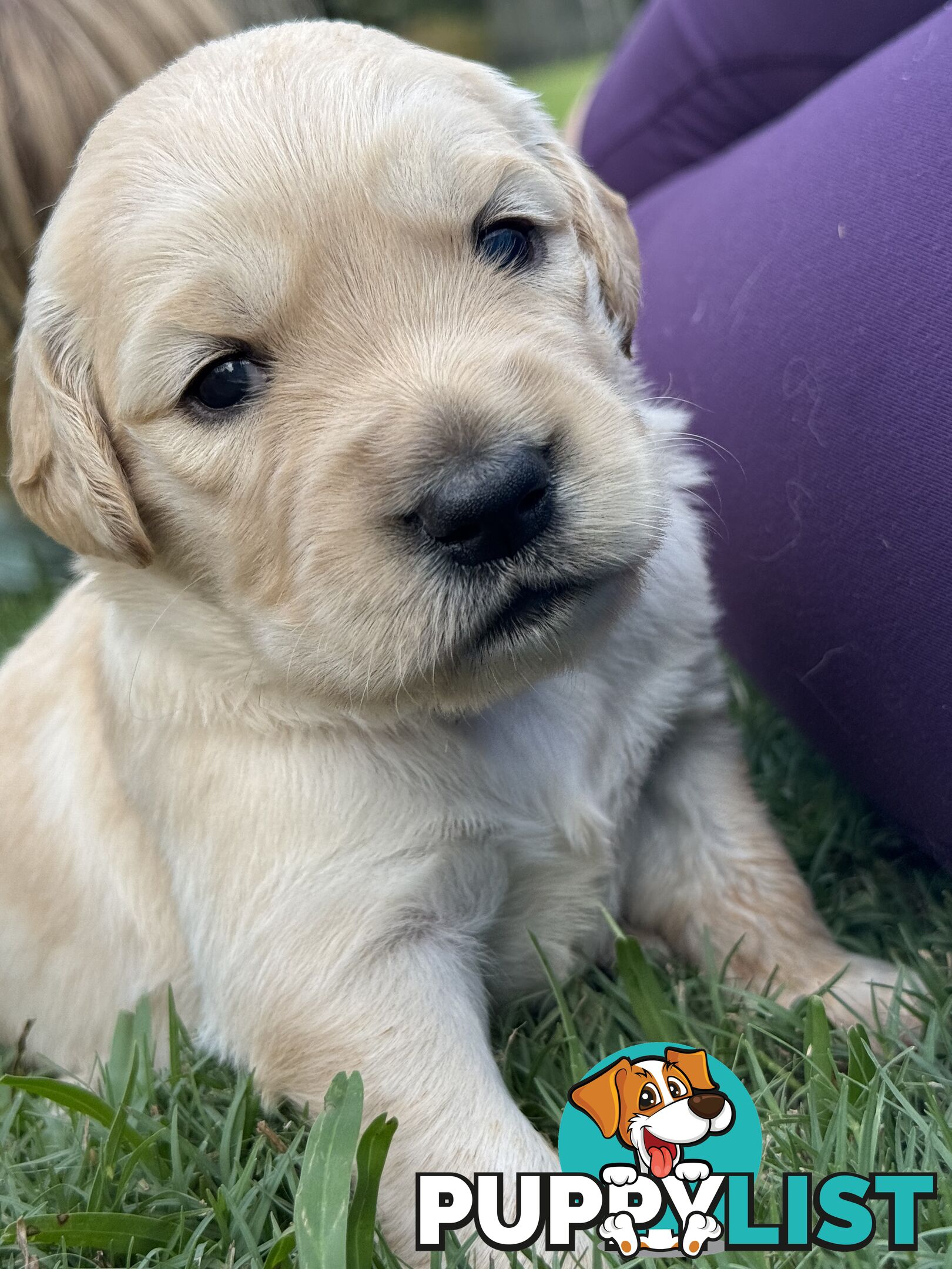 Gorgeous Golden retriever puppies