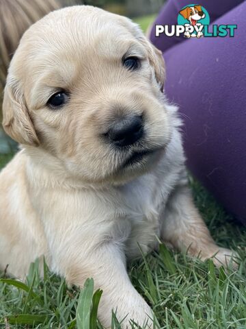 Gorgeous Golden retriever puppies