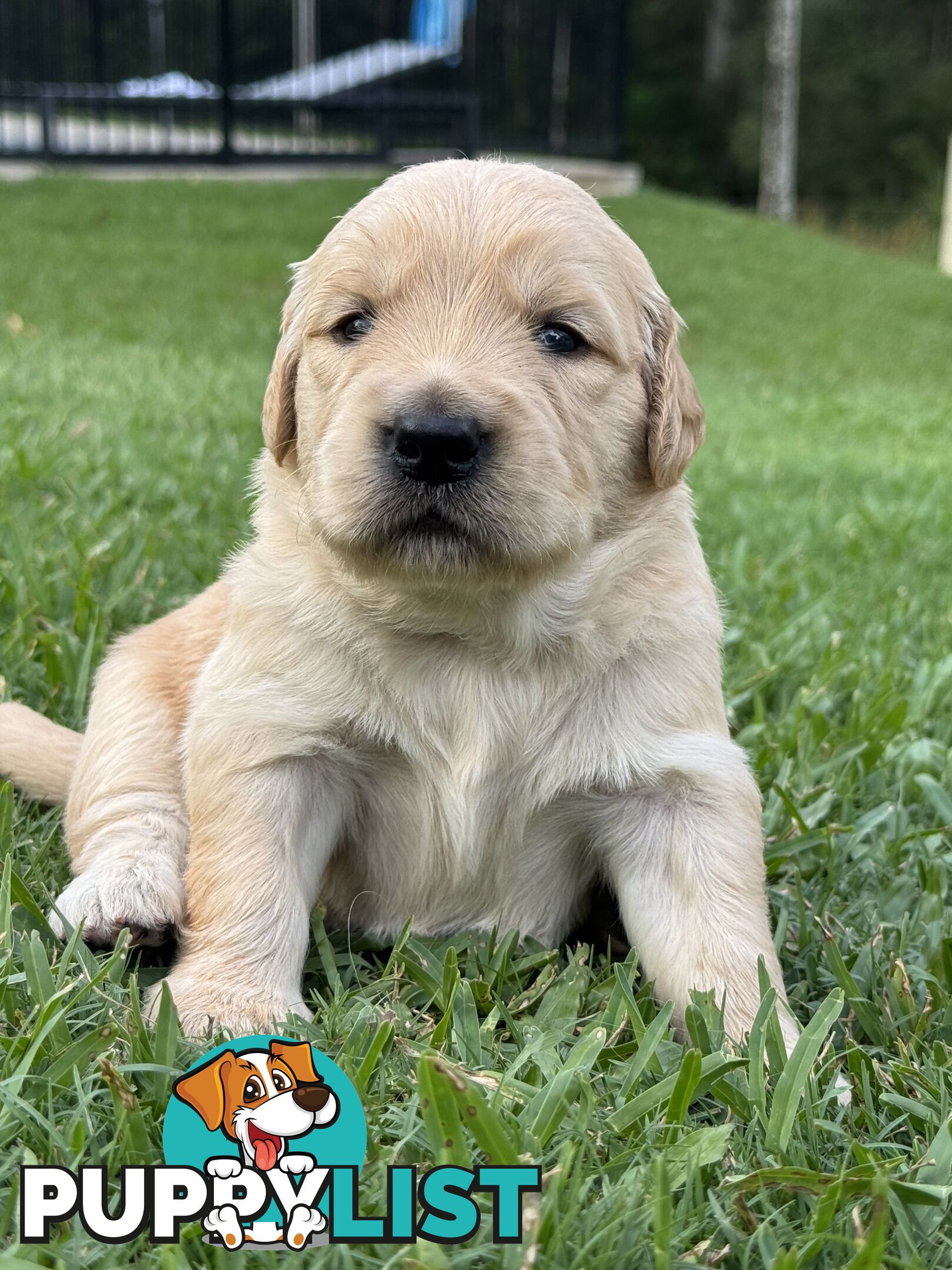 Gorgeous Golden retriever puppies