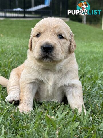 Gorgeous Golden retriever puppies