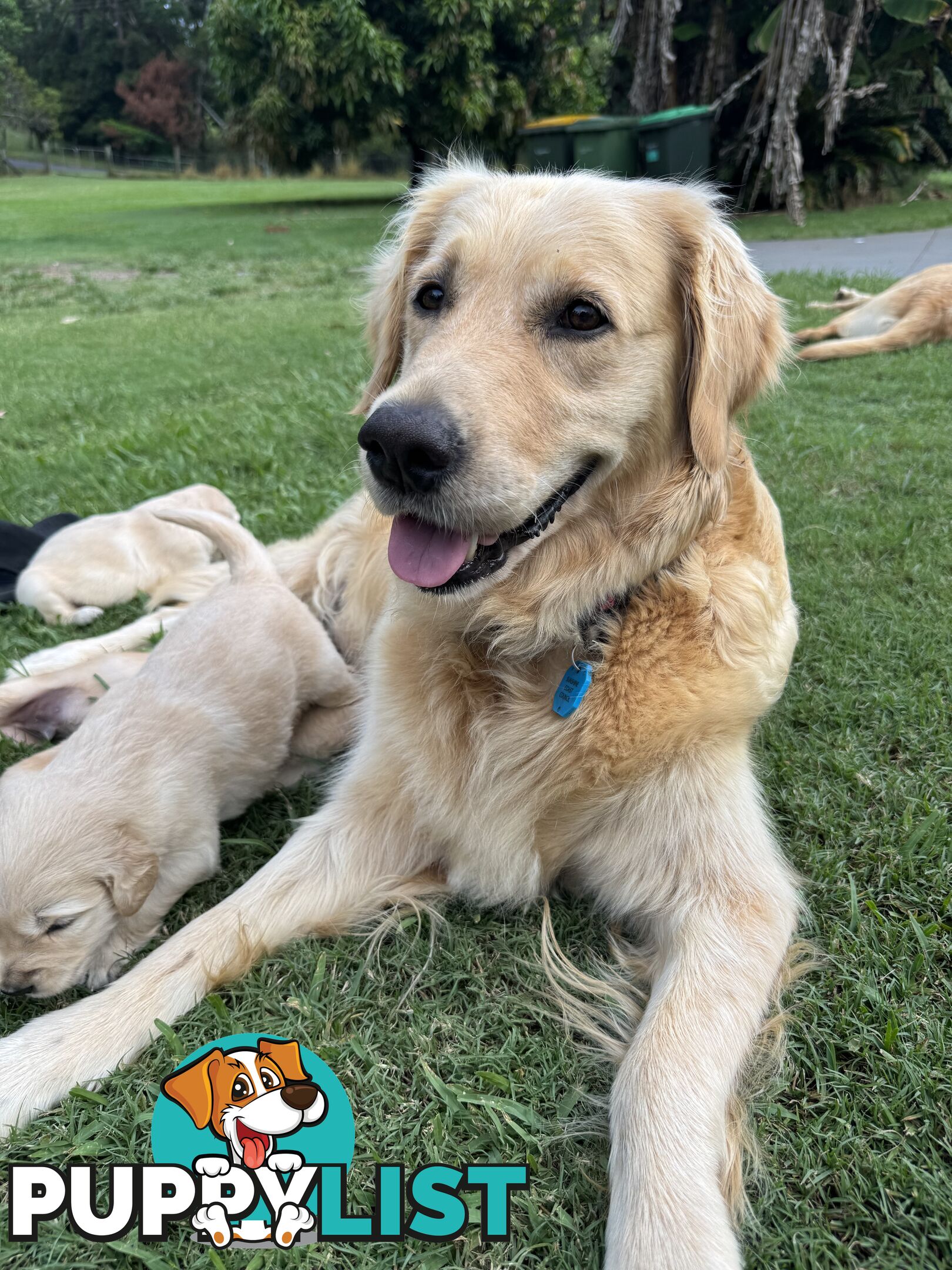 Gorgeous Golden retriever puppies