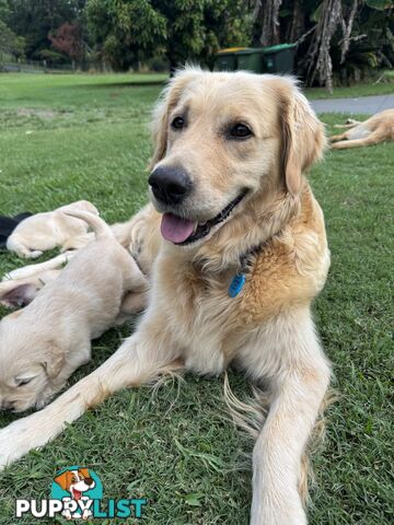 Gorgeous Golden retriever puppies