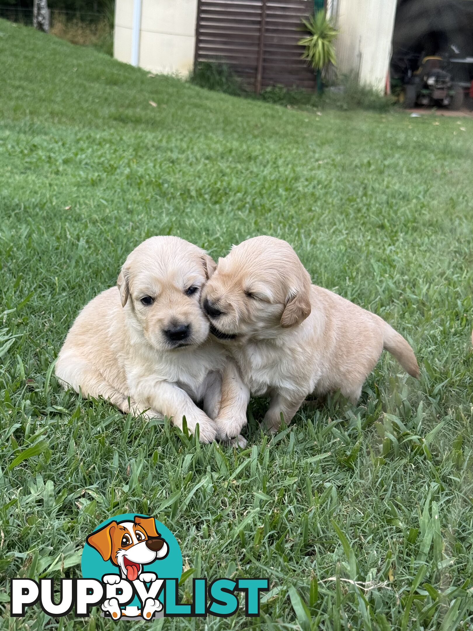 Gorgeous Golden retriever puppies