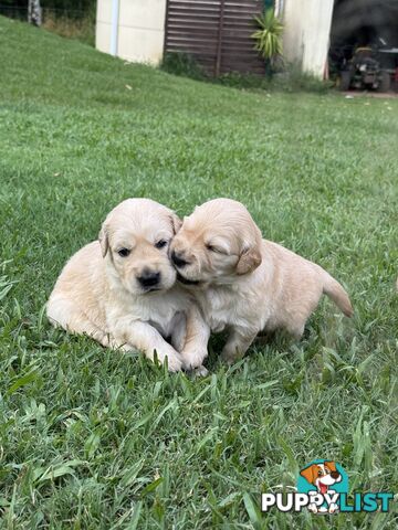 Gorgeous Golden retriever puppies