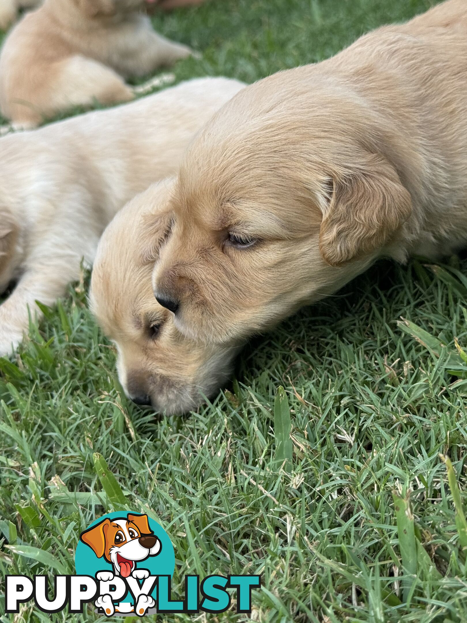 Gorgeous Golden retriever puppies