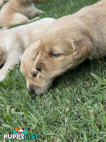 Gorgeous Golden retriever puppies