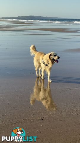 Gorgeous Golden retriever puppies