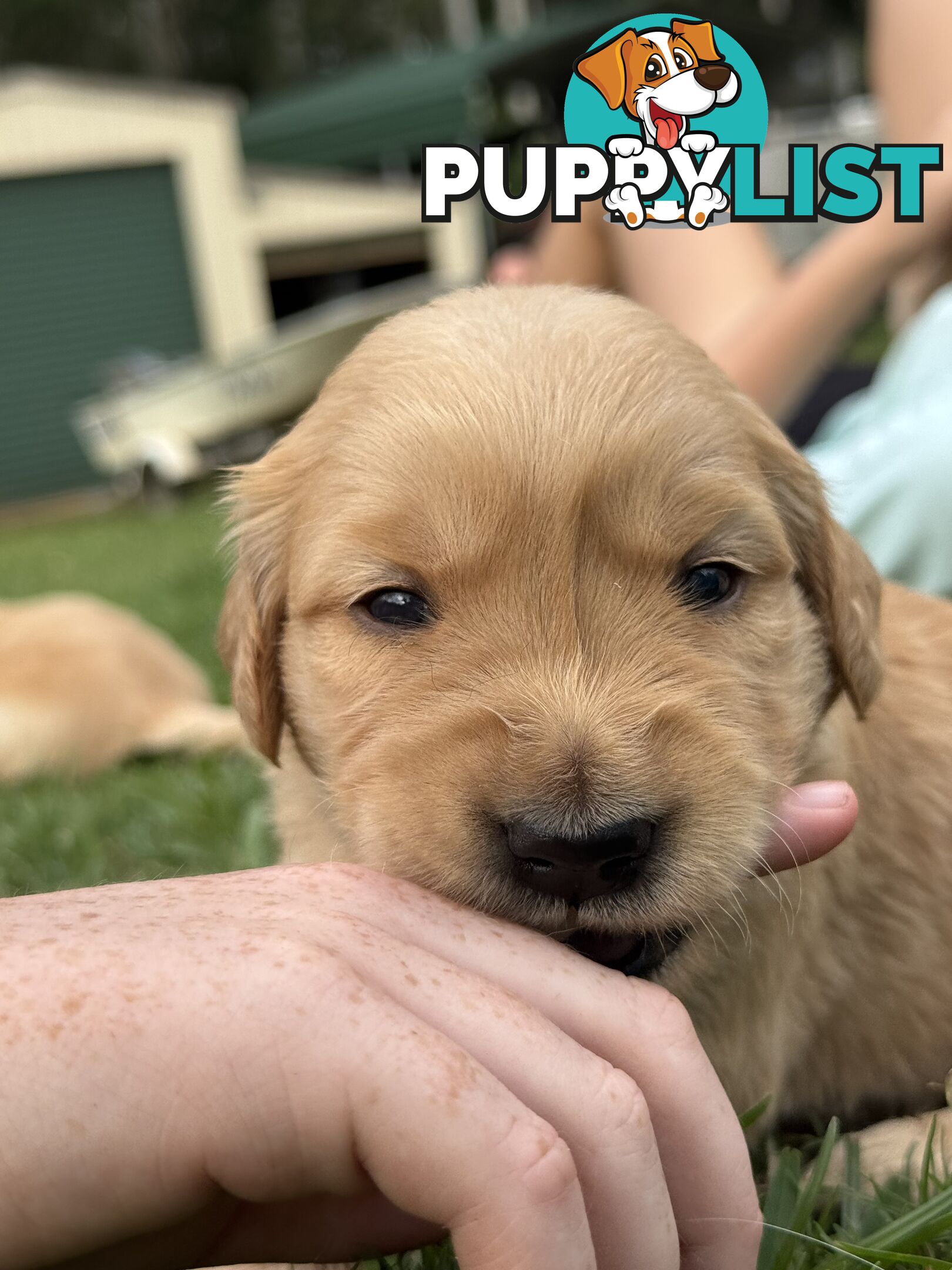 Gorgeous Golden retriever puppies