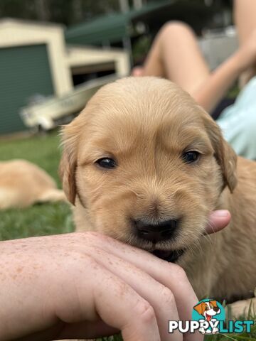 Gorgeous Golden retriever puppies