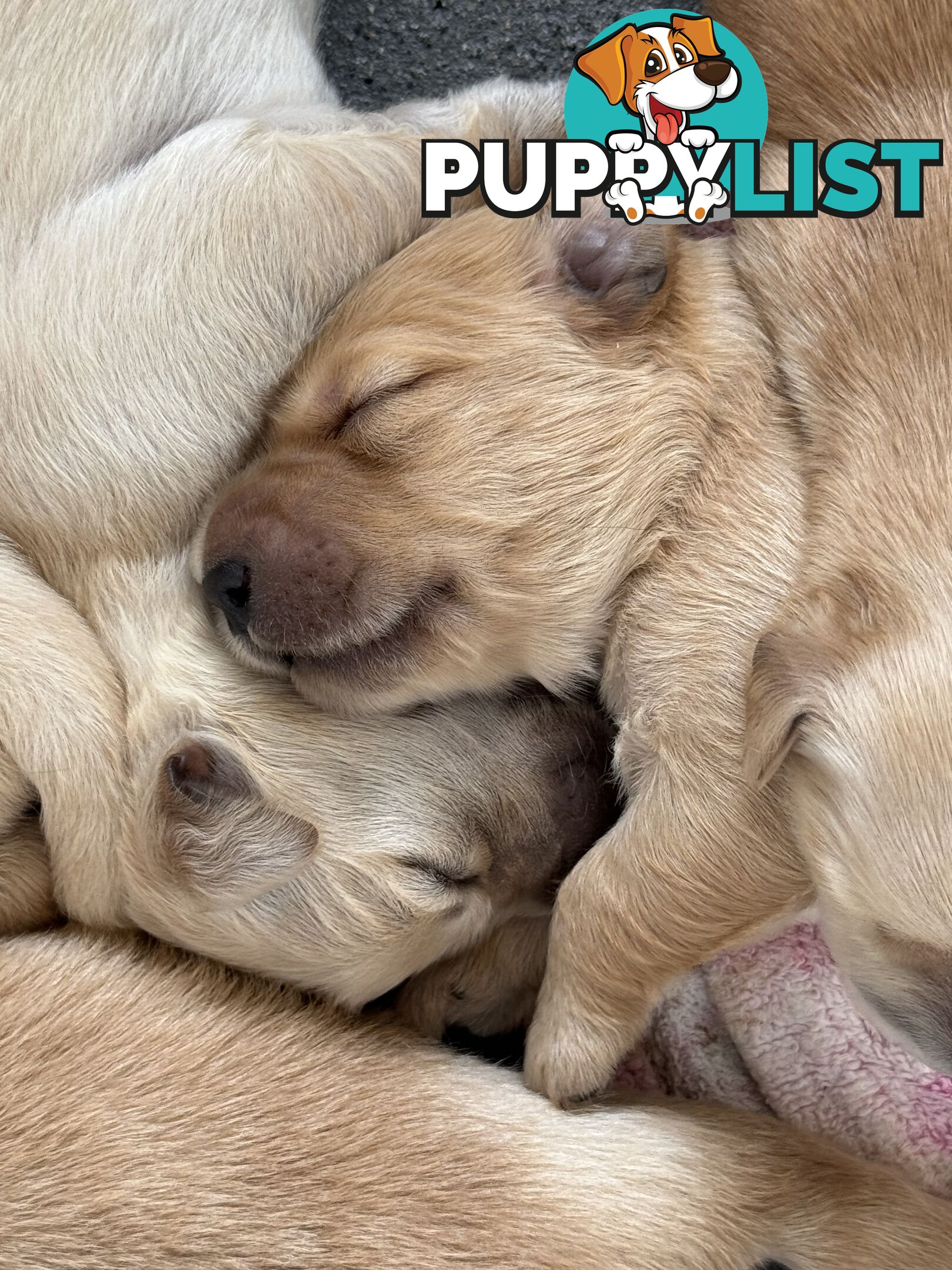 Gorgeous Golden retriever puppies